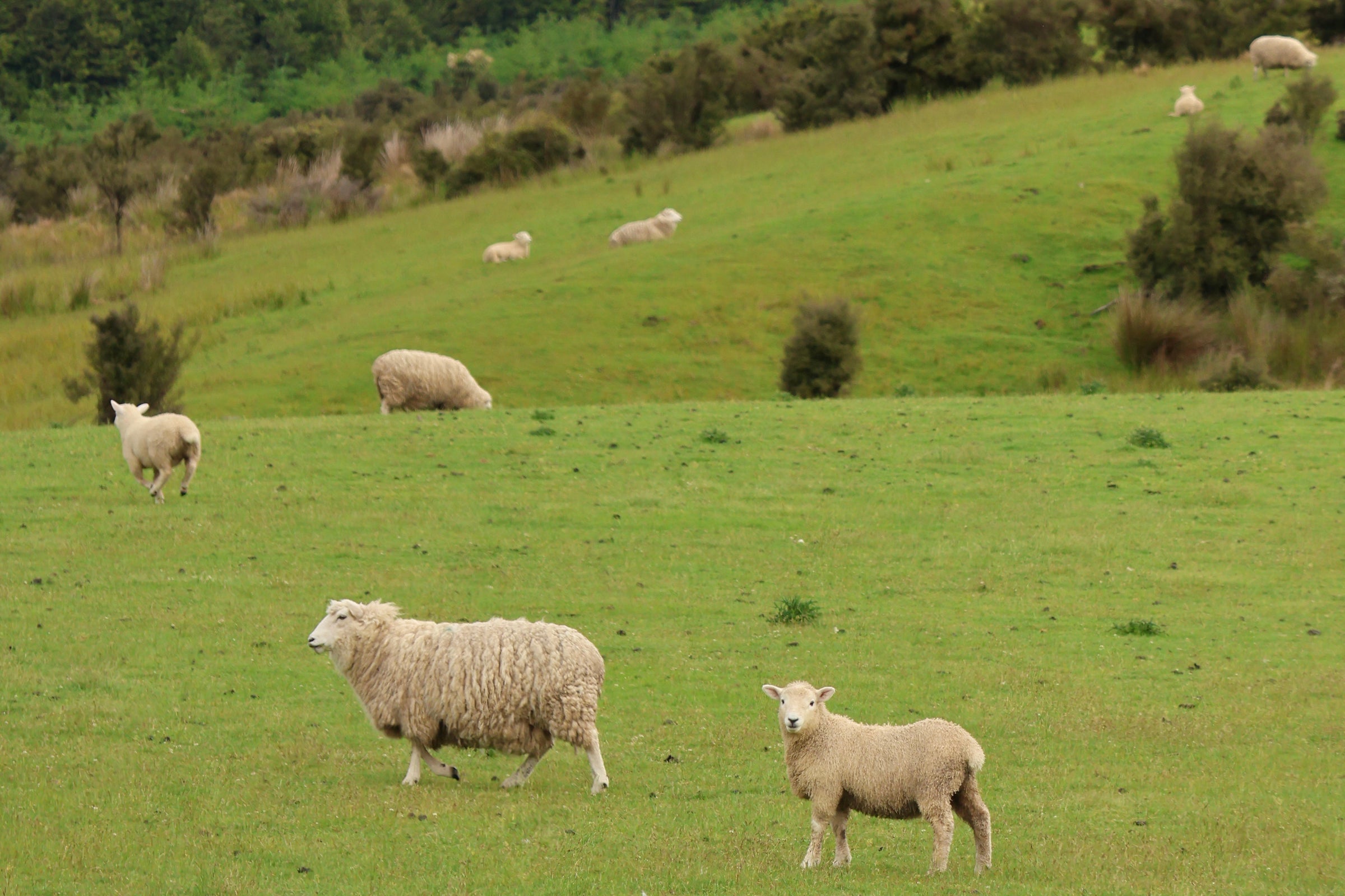 From Sheep Farms to Our Craft Table: The Story Behind Our Felt