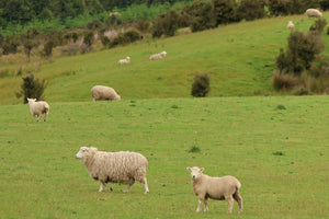 From Sheep Farms to Our Craft Table: The Story Behind Our Felt