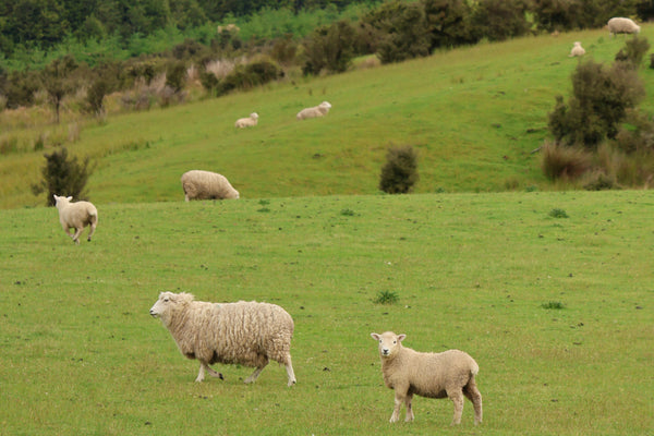 From Sheep Farms to Our Craft Table: The Story Behind Our Felt