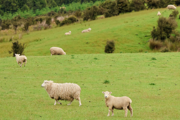 From Sheep Farms to Our Craft Table: The Story Behind Our Felt
